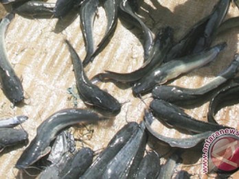 Gianyar Kembangkan Sistem Bioflok Budi Daya Ikan Lele